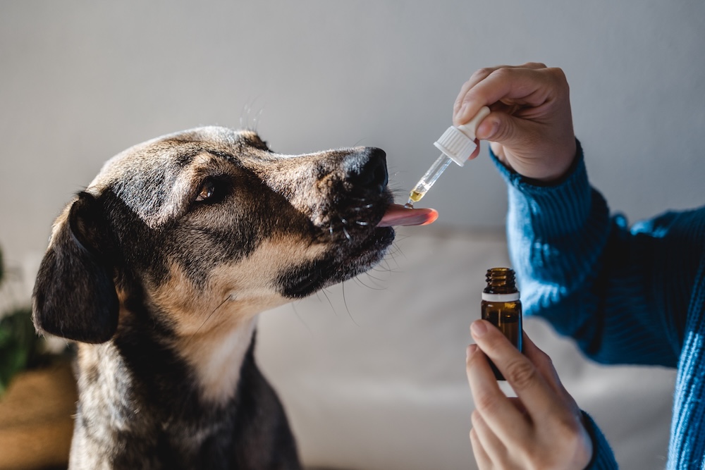 Compounded medications for pets in Johns Creek, GA.
